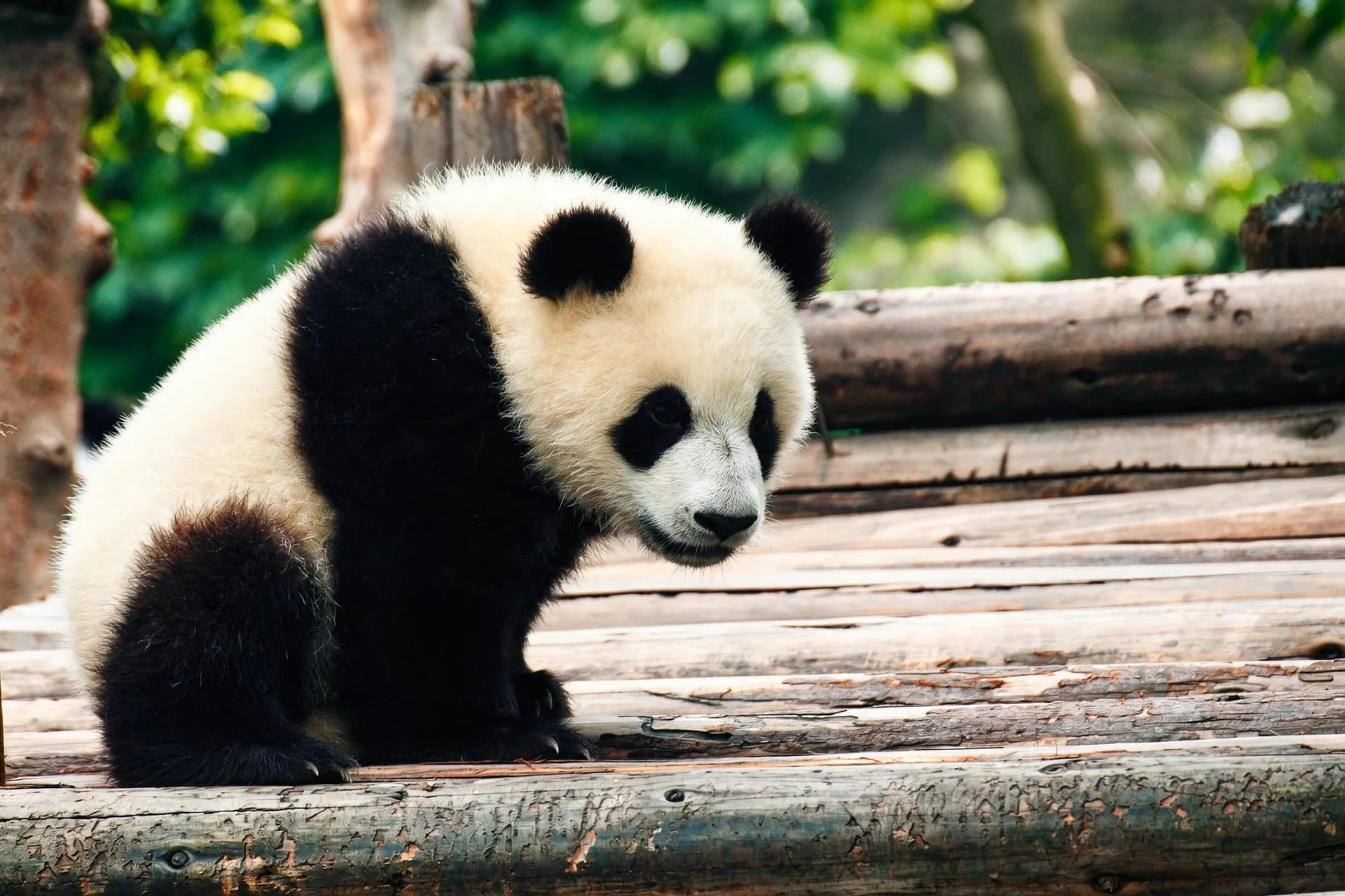 14-Day China Family Itinerary: Pandas, History and Rest Days, original documentary travel photograph