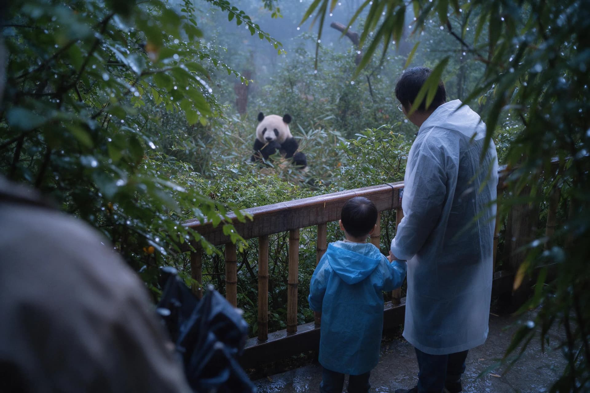 Family in rain jackets watching a giant panda eat bamboo at Chengdu Panda Base on a misty morning
