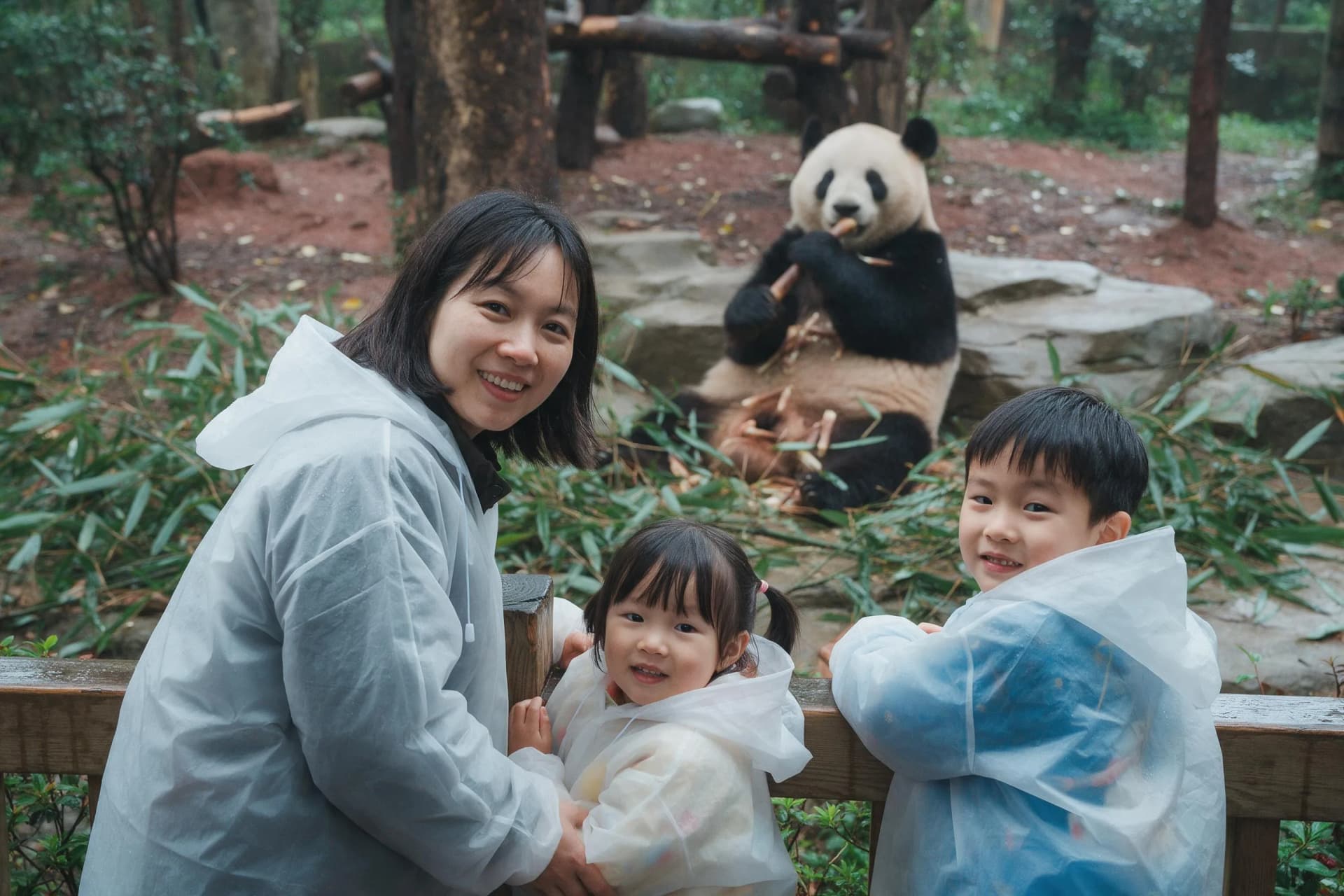 A giant panda eating bamboo at the Chengdu Panda Base while a family watches from the walkway on a rainy morning