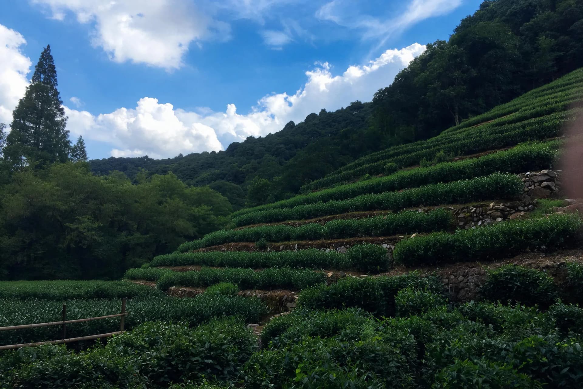 Chinese Tea Culture Travel Guide: Regions, Tastings and Etiquette, original documentary travel photograph